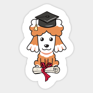 Funny poodle is graduating Sticker